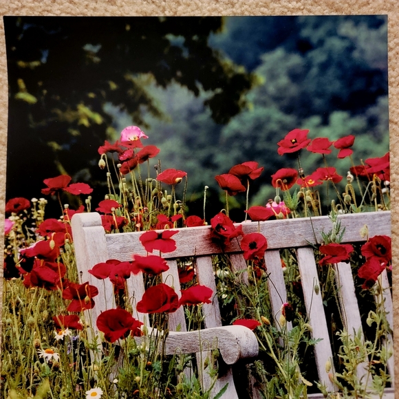 COLDWATER CREEK ♡  White Wooden Bench Red Floral Poppy Unframed Original Print - Picture 6 of 17
